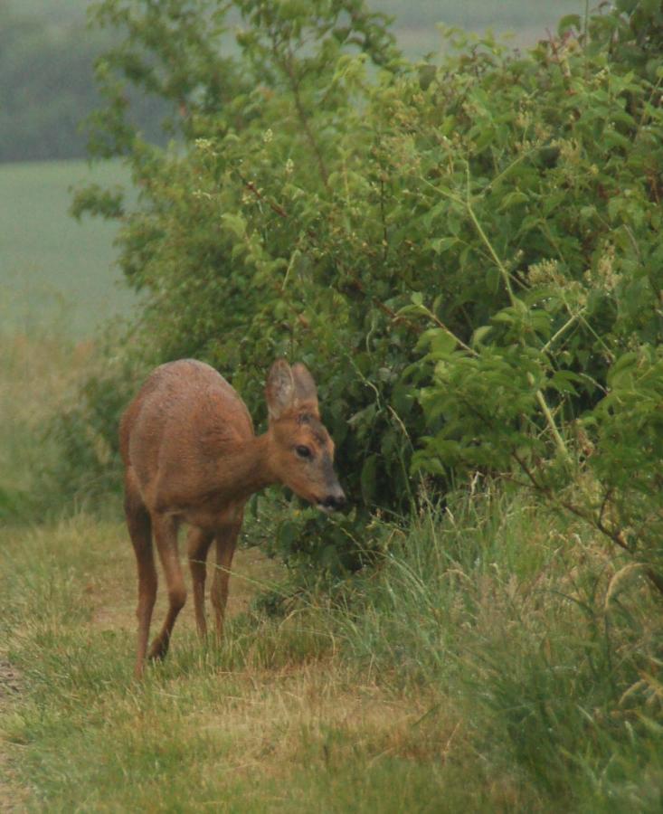 Engbjerg Bnb Hirtshals Zewnętrze zdjęcie